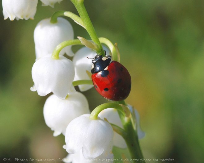 muguet.jpg