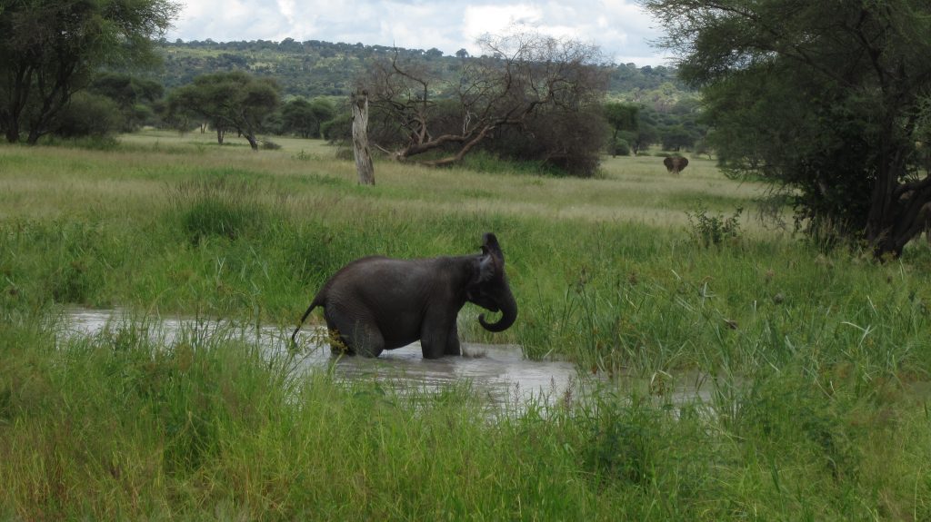 Le bain de l'éléphant, Tanzanie